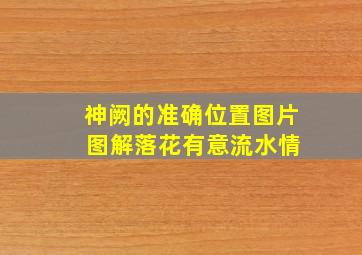 神阙的准确位置图片 图解落花有意流水情